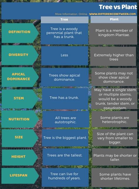 Difference Between Tree and Plant | Compare the Difference Between Similar Terms