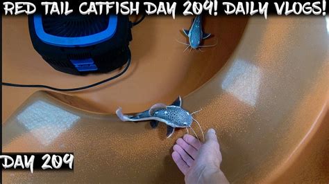 Day 209 Daily Red Tail Catfish Vlog Watch Them Grow YouTube