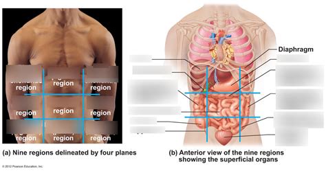 Abdominopelvic Regions Medicine Libretexts 52 Off