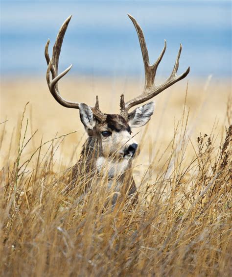 Tips and Tactics: How to Hunt Mule Deer