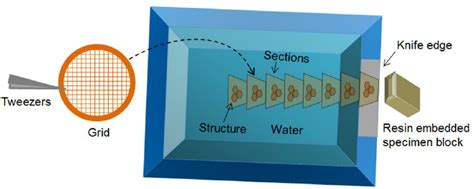 Schematic Diagram Of Sectioning Of A Resin Embedded Specimen Block With Download Scientific