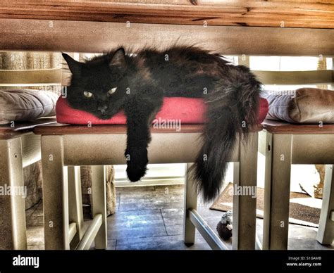 Cat Under The Table Hi Res Stock Photography And Images Alamy