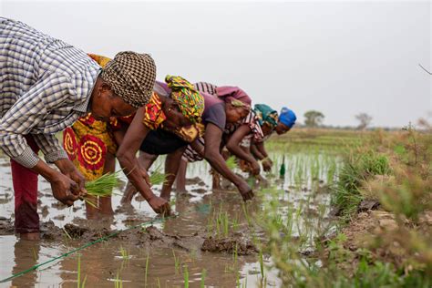 Ghana’s Women Farmers Seek A Voice And Their Fair Share Ibp