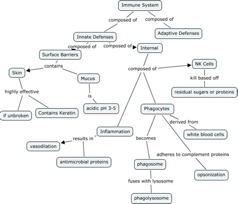 Innate Immune System Concept Map - United States Map