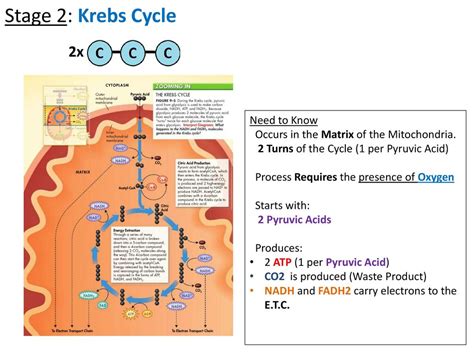 Stages Of Cellular Respiration Miller And Levine