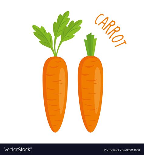 Carrot isolated Royalty Free Vector Image - VectorStock