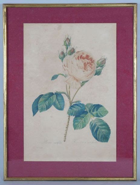 Pierre Joseph Redoute Rosa Centifolia And Rosa Indica Fragrans