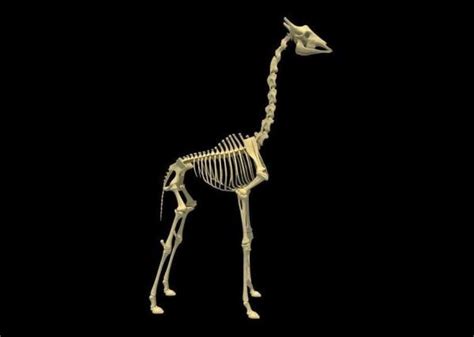 Combien Mesure Le Cou De La Girafe