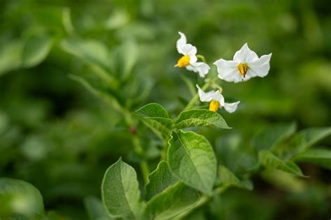 Rhizoctonia Canker Black Scurf In Potatoes Advancing Eco Agriculture