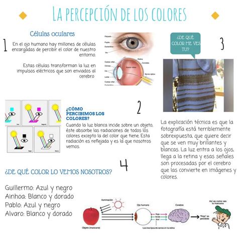 Ilustrar Clínica Cada semana percepción del color por el ojo humano