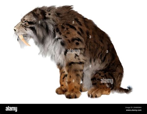 Sabre Toothed Tiger Smilodon Fotograf As E Im Genes De Alta Resoluci N