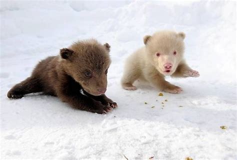 bear cubs