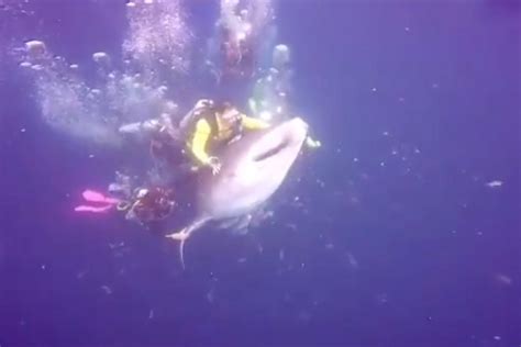 Viral Video of Divers Harassing a Whale Shark Leads to Reported Arrest ...