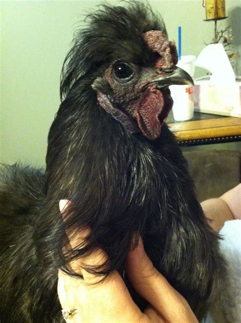 Rocco our beautiful Silkie rooster. So sweet. | Silkie rooster, Silkies ...