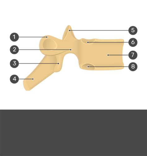 Lumbar Vertebra Lateral View Unlabeled