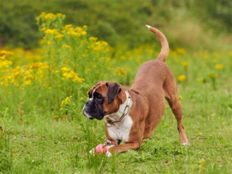 The 150 Most Popular Boxer Dog Names - Petyfied