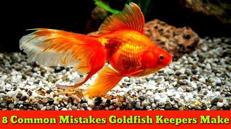 Male Goldfish And Female Goldfish Differences