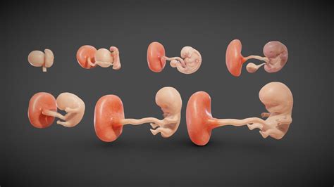 Fetal Development Stages Buy Royalty Free D Model By Ebers D