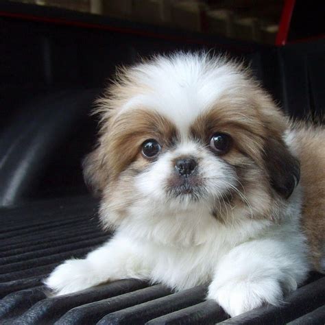 Iz Special Pekingese Puppies Shih Tzu Puppy Pekingese Dogs