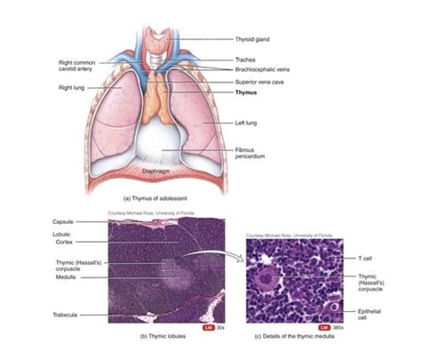 Lymphatic System Lecture Flashcards Quizlet