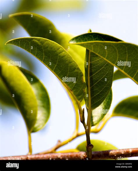 Mangrove leaves hi-res stock photography and images - Alamy