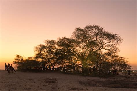 Tree of life, Bahrain