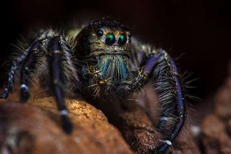 Hyllus Diardi Jumping Spider Male Photograph By Michael Pankratz