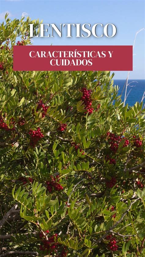 Cuidados Del Lentisco Un Arbusto Mediterr Neo Con Aroma Perfecto Para