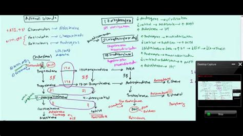 05 Adrenal Glands Anatomy Biochemistry Congenital Adrenal