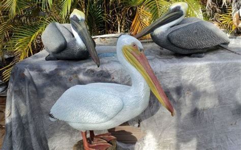 Lifesize Pelican Statues By Chris Dixon Studios Artist In Port