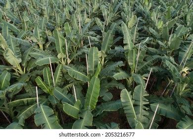 Aerial View Banana Trees Growing Field Stock Photo 2053216577