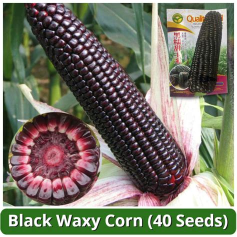 High Yield Sweet Glutinous Black Corn Seeds 40 Seed Hybrid Purple