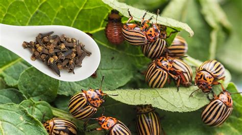 Ja E Od Insekticida Lisne U I I Krumpirove Zlatice Trajno Nestaju