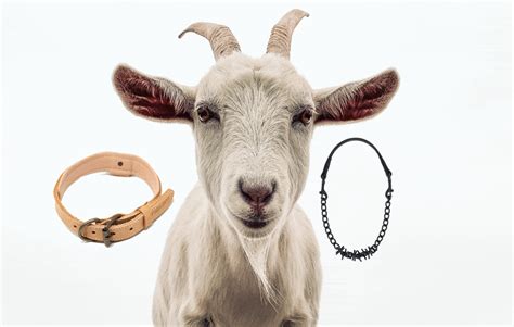 Best Goat Collars For Your Herd - Critter Ridge