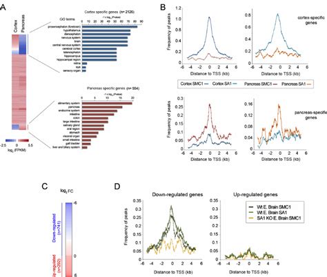 Cohesin Is Enriched At The Promoters Of Actively Transcribed Genes A