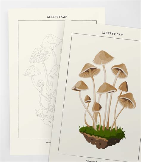 Mushroom Botanical Modern Paint By Numbers Kit Etsy