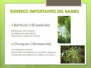 El Bambu La Planta De Los Mil Usos PPT