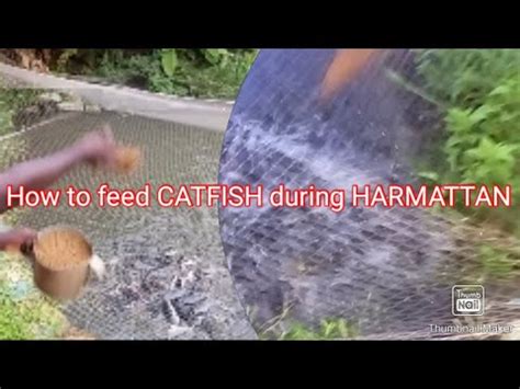 How To Feed Catfish During Harmattan Youtube