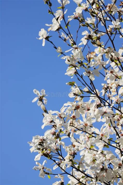 White Magnolia Tree in Full Bloom Stock Image - Image of natural ...