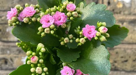 How To Grow And Care For Kalanchoe Blossfeldiana