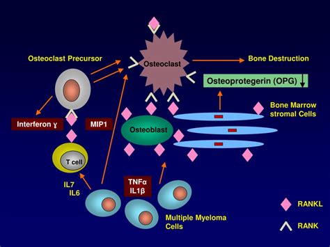 Ppt Advances In Biology And Pathophysiology Of Multiple Myeloma