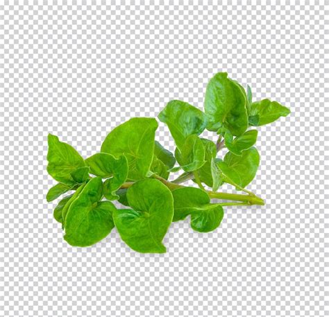 Premium Psd Fresh Watercress Isolated Premium Psd