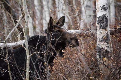 15 Soothing Photographs Of Magnificent Deer and Moose | Light Stalking