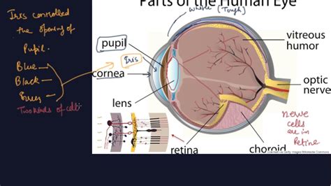 Human Eye Class 8 Physics Light Youtube