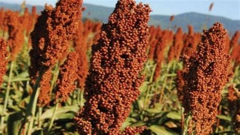 El lugar actual y futuro del Sorgo Granífero en la producción de la