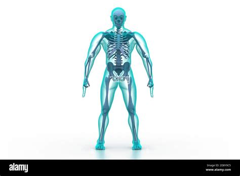 X Ray Illustration Of Human Body And Skeleton Stock Photo Alamy