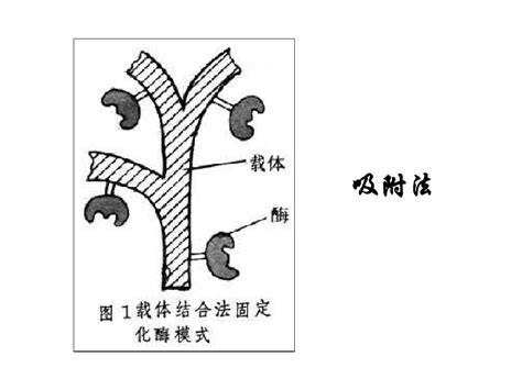 制备和应用固定化酶word文档在线阅读与下载无忧文档