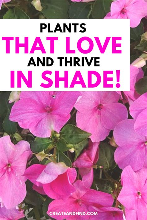 The Best Plants That Grow In Shade Artofit