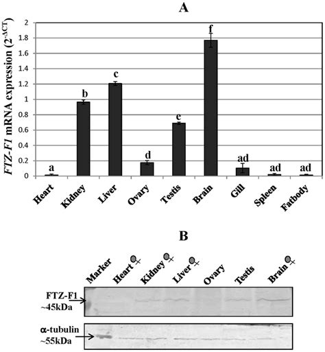 Tissue Distribution Of Ftz F In Adult Female Catfish A Qrt Pcr