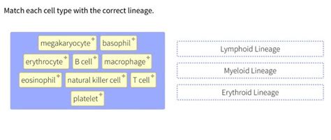 Solved Match Each Cell Type With The Correct Lineage